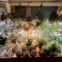 亀甲竜,Tillandsia ionantha,植え替え,チランジア属,かわいいな♡の画像