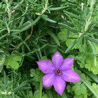 クレマチス,ローズマリー,今日のお花の画像