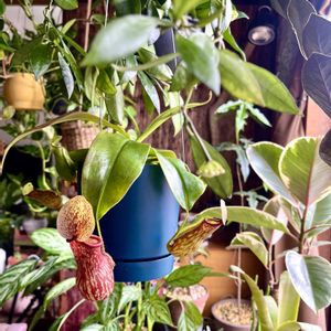 ネペンテス・Gaya,ネペンテス・ガヤ,ハンキング,食虫植物,吊り下げの画像