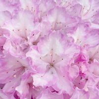 アザレア,ツツジ,新津植物園の画像