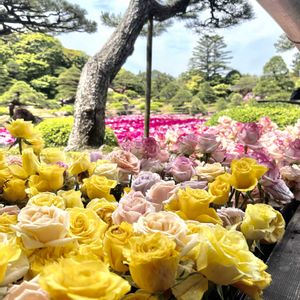 薔薇,牡丹,池泉牡丹,日本庭園,由志園の画像