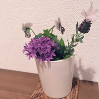 ペンタス,ビオラ,フレンチラベンダー,花のある暮らし,TODAY'S SPECIALの画像