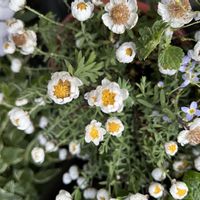 花かんざしの画像