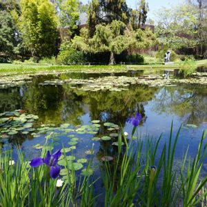 スイレン,ハナショウブ,菖蒲,カリフォルニア,多年草の画像