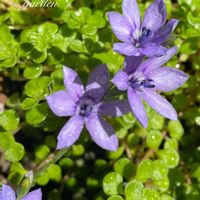 セダム,丸葉万年草,穂先アヤメ,花のある暮らし,植中毒の画像