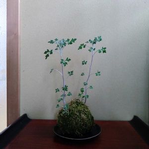 アシズリノジギク,苔玉,山野草,新潟県の画像