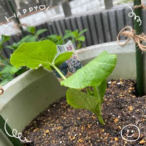 ツツジ,ブロッコリー,坊ちゃんカボチャ,エバーゴールド,プランター野菜の画像