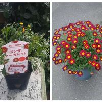 デージー,ボンザマーガレット チェリー,花のある暮らし,地味好き,激安！の画像