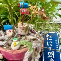 トキワシノブ,シダ植物,シダ愛好会,毎月４日はシダの日,るる　かまぼこ板で繋がる輪の画像