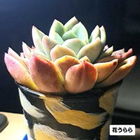 花うらら,プリドニス,植物男子ベランダー,エケベリア好き,ベランダの画像
