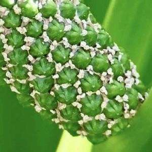 菖蒲,ショウブ,サトイモ 科,こどもの日,今日のお花の画像