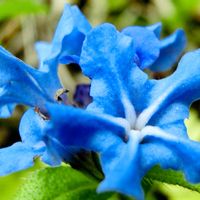 ホタルカズラ,春の花,花言葉,山野草,われら17年組の画像