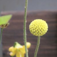 クラスペディア,ヒナソウ,多年草,青森,花のある暮らしの画像