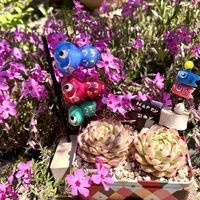 サンジソウ,シバザクラ,アガベ,アガベ　笹の雪,ユッカ ロストラータの画像