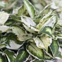 サトイモ科,ディフェンバキア,クールビューティー,シロカスリソウ属,Aeschynanthus radicansの画像