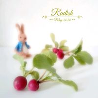 ラディッシュ,可愛い,Flora* 手作り♡,家庭菜園の画像