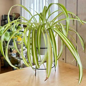 オリヅルラン,中斑　オリヅルラン,観葉植物,植え替え,ジャングル化計画の画像
