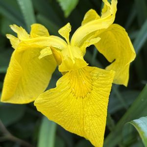 手作り,ナデシコ科,アヤメ科,今日のお花,舎人公園の画像