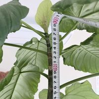 ウンベラータ,フィカス　ウンベラータ,観葉植物,挿し木,挿し木にチャレンジの画像