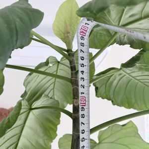 ウンベラータ,フィカス　ウンベラータ,観葉植物,挿し木,挿し木にチャレンジの画像