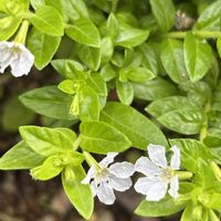 クフェア,白い花,ピンクの花,小花,小花好きの画像