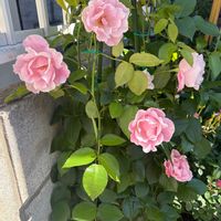 イングリッシュラベンダー,伊予獅子手毬,アフリカン・マリーゴールド,マリーゴールドホワイトバニラ,薔薇 スパニッシュ・ビューティの画像