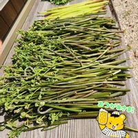 アヤメ,セリ,フキ,ワラビ,わらびの画像
