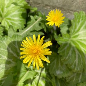 ハーブ,野草,黄色い花,いつもありがとう♡,ありがとうの画像