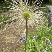 オキナグサ,キンポウゲ科,多年草,有毒植物,ゆいみゅう0505の画像
