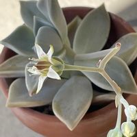 カネノナルキ,多肉植物,お花,玄関内側の画像