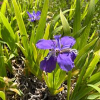 イチハツ,シャリンバイ,タニウツギ,お花いろいろ,カワラナデシコの画像