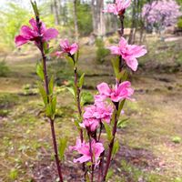 ハナモモ,耐寒性あり,寒冷地,春を待つ,庭木・花木の画像