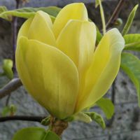 モクレン,チューリップ フリンジ咲き,ハナミズキ（花水木）,黄花モクレン金寿,翁草（おきなぐさ)の画像