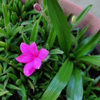 ネジバナ,照波,アッツ桜,テルナミ,三時草の画像