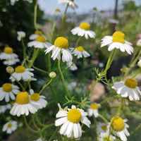 ジャーマンカモミール,マイガーデン,こぼれ種,毎年咲く,武器ではなく花をの画像