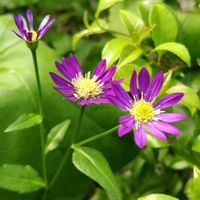 アケビ,木通,ミヤコワスレ（都忘れ）,地植え,我が家の庭の画像