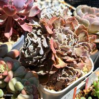 シャビアナ,エケベリア シャビアナ,デザートスター丼もの,多肉植物,癒されるの画像