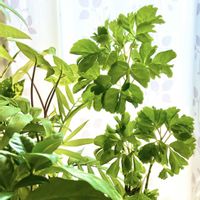 シンゴニウム,ポリシャス,ポリシャス・バタフライ,観葉植物,植物のある暮らしの画像