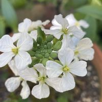 ジャーマンカモミール,ジャーマンカモミール,大根の花,大根の花,育てて食べるの画像