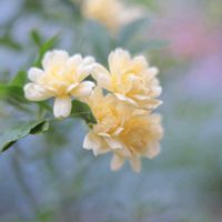 バラ,モッコウバラ,鉢植え,花木,春のお花の画像