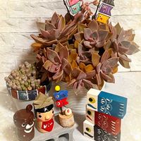  ブロンズ姫,フェネストリア ベビートゥ,群玉,実えんどう,つぶつぶの画像