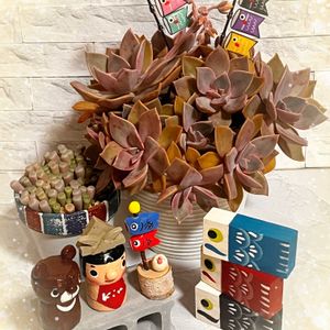  ブロンズ姫,フェネストリア ベビートゥ,群玉,実えんどう,つぶつぶの画像