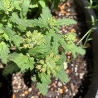 バーベナ,バーベナ,お花,成長記録,花のある暮らしの画像