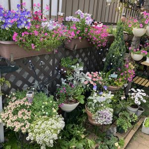 シレネピンクパンサー,ガーデニング,花のある暮らし,マンション専用庭,庭の画像