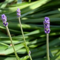 イングリッシュラベンダー,小さな花壇,庭の画像