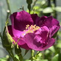 ニーレンベルギア,ロベリア,スイートセレナーデ,バラ、薔薇、ばら,つるバラの画像