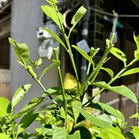 金柑,大阪,植物大好き,お花大好き,生き物大好きの画像