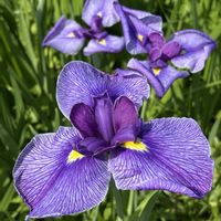 アブチロン,ハナショウブ,四葉のクローバー,今日のお花,今朝のウォーキングの画像