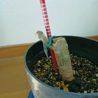 プルメリア,斑入り,フランジパニ,花のある暮らし,無病息災を願うの画像