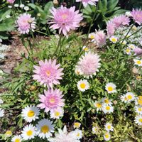 マーガレット,ピンクのお花の画像